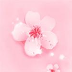 野花香视频在线观看社区最新版
