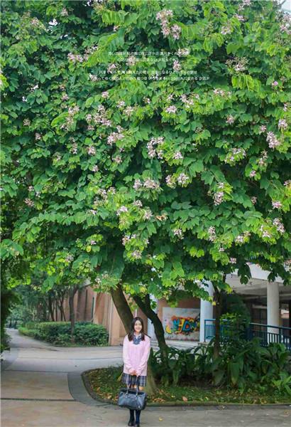 Strawberry Cherry Loofah Green Giant Okra Tomato Collection