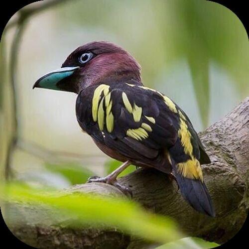 小鸟电视 免费tv在线看