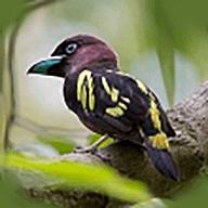 小鸟电视 TV免费版