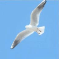 飞鸟直播 体育直播最新版