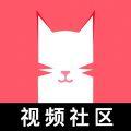 猫咪视频 2024最新版